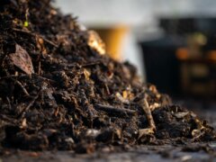 Compost